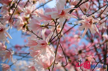 木兰花慢·向烟霞堆里