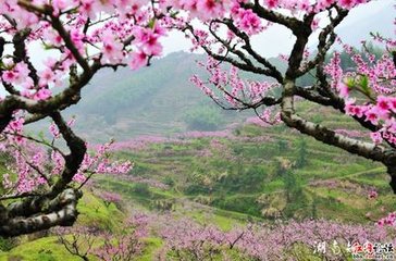 用前韵赠岸老