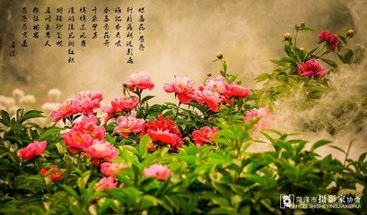 蝶恋花·芍药开残春已尽