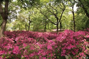 映山红慢