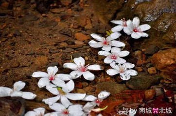 木兰花（风前）