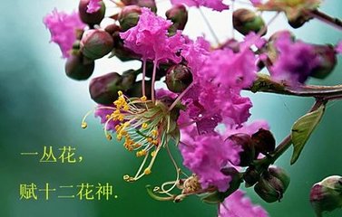 一丛花（再呈十二叔）