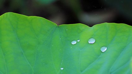 秋蕊香·宝月惊尘堕晓