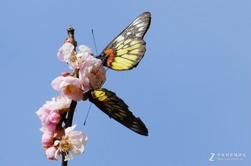 蝶恋花（和鲁如晦梅花二首）