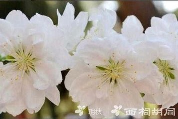 满庭芳·玉枕生凉