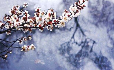 吴门春雨