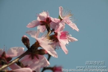 浪淘沙（桃花）