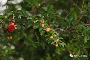 鹧鸪天（荆州都倅·生日）