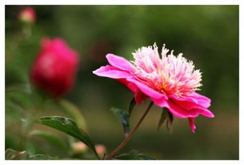 浣溪沙（赏芍药）