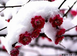 南乡子·檐外雪纷纷