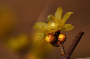 咏早梅 / 扬州法曹梅花盛开