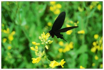 转调蝶恋花/蝶恋花