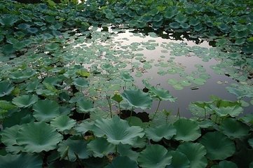 酬谈校书长安秋夜对月寄诸故旧