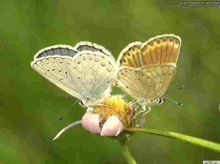蝶恋花·舞处曾看花满面
