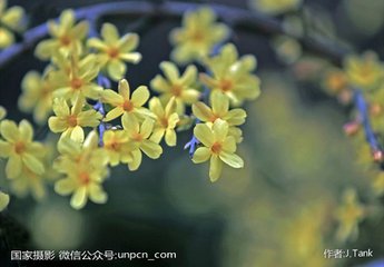 清平乐（迎春花一名金腰带）