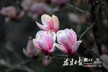 减字木兰花·茫茫云海