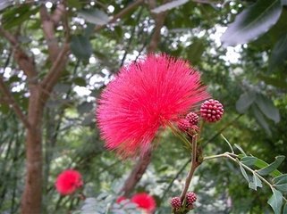 花犯 苔梅