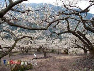 十月桃（二首，同富季申赋梅花）