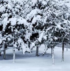 念奴娇·春雪咏兰