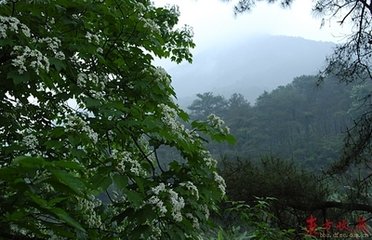 蝶恋花·绿暗兰皋春雨暮