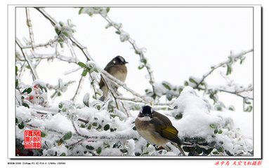 喜迁莺·梅霖初歇