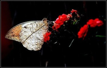 蝶恋花·秋水涵空如镜净