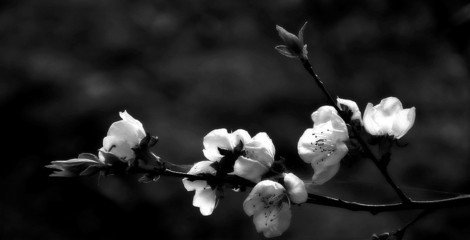 代阳春登荆山行