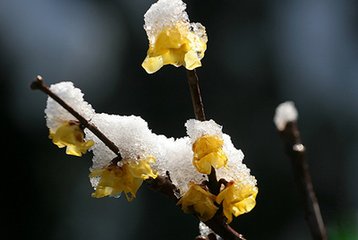 蝶恋花·一朵江梅春带雪