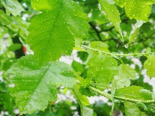 秋雨独酌三首