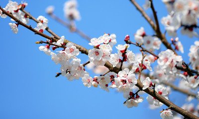 菩萨蛮·飞云障碧江天暮