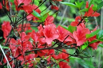 浪淘沙（杜鹃花）