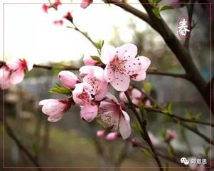 春大阅