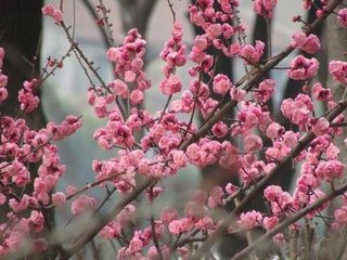 陆子逸惠桃花戏赠