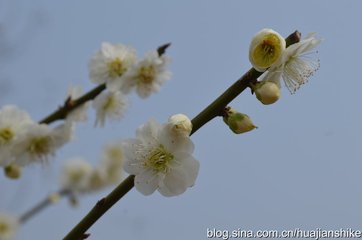 晋败楚师于鄢陵