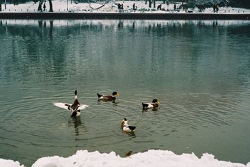 次夕降抟雪径满鹅鸭卵余睡而复起烧竹照之八