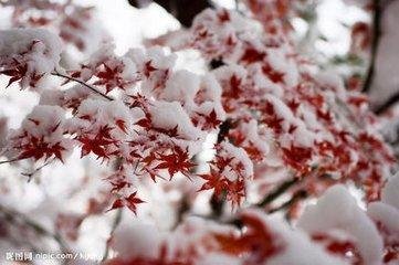 雪诗赓曹文寿韵