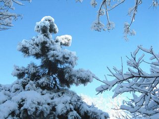 十二月二十九日雪三首