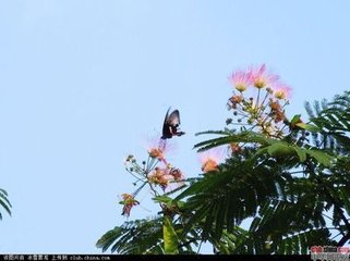 同张伯永出郊迓客倦叹之余因以成咏