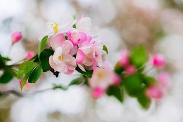 蝶恋花·前日海棠犹未破