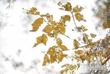 清平乐·秋声隐地