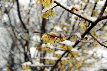 腊雪次迟韵