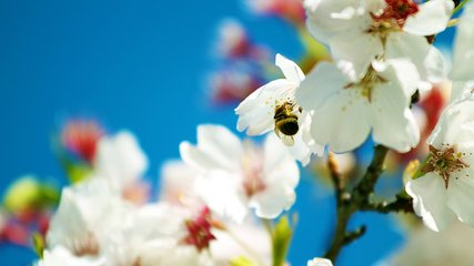 和道矩红梨花二首