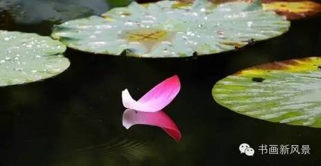 雨坠应落花赓徐瑛韵