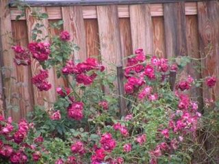 谒金门·花满院