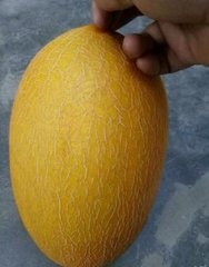 西州旧俗每当立春前后以巢菜作饼互相招邀名