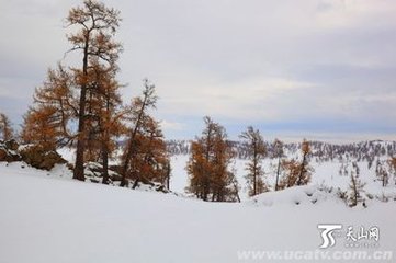 天山观雪王昭仪相邀割驼肉