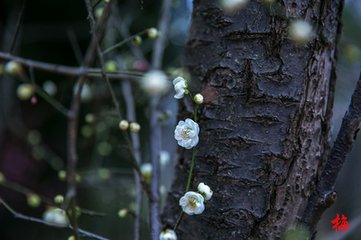 初识梅花