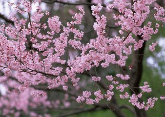 水调歌（次方时父癸卯五月四日）