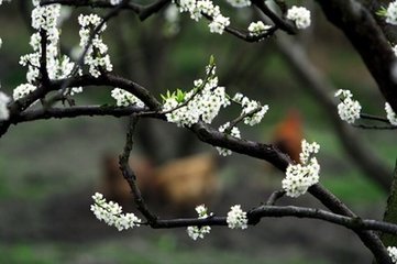 木兰花慢 和杨司业梨花