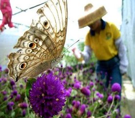 米囊花